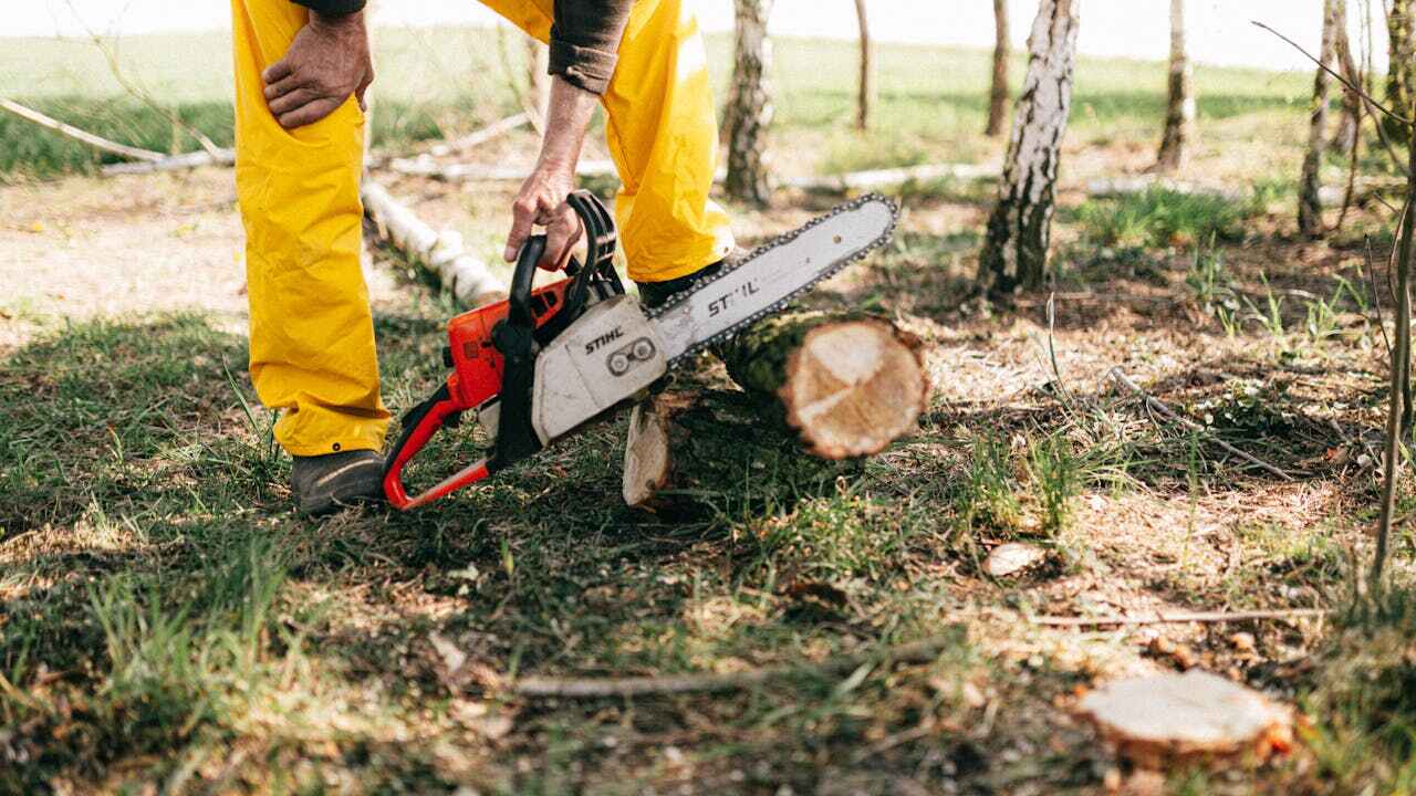 Best Tree Trimming Near Me  in Zephyrhills, FL